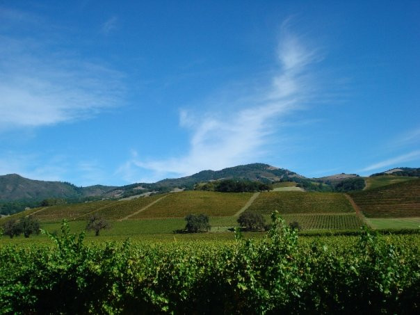 Kunde Family Winery景点图片