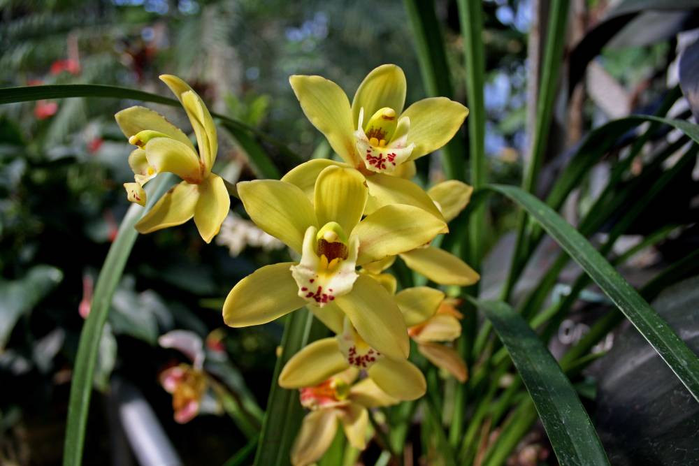 Anna Scripps Whitcomb Conservatory-底特律必去景点