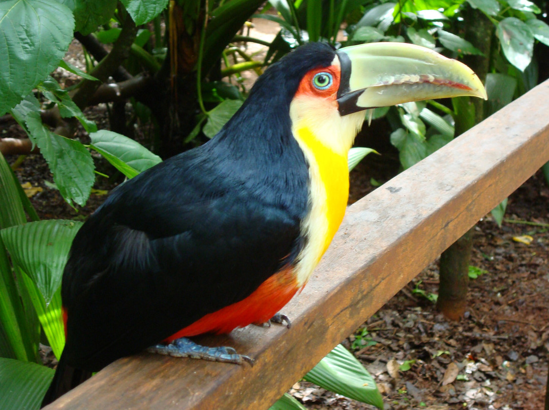 Parque das Aves-伊瓜苏必去景点