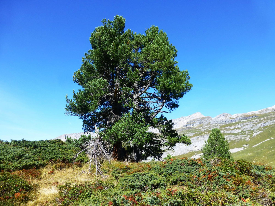 Melchsee-Frutt餐馆和美食-Alphütte Rossboden