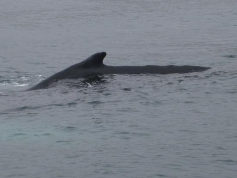 北方航行——胡萨维克观鲸-胡萨维克必去景点