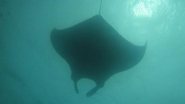 Academy Bay Diving-阿约拉港必去景点