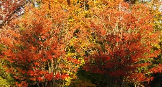 State Botanical Garden of Georgia-阿森斯必去景点