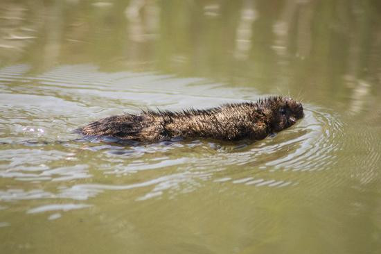 WWT Arundel Wetland Centre景点图片