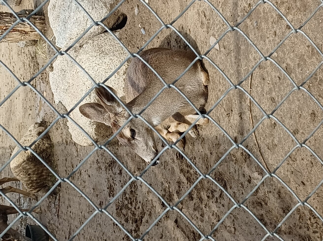 California Living Museum-贝克斯菲尔德必去景点