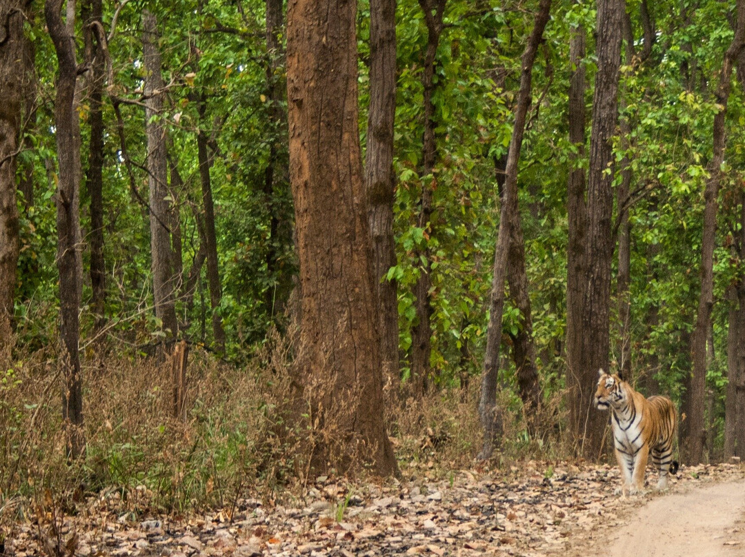 Corbett Tiger Reserve景点图片
