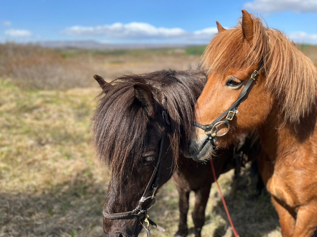 Galdrahestar Riding Tours-埃伊尔斯塔济必去景点