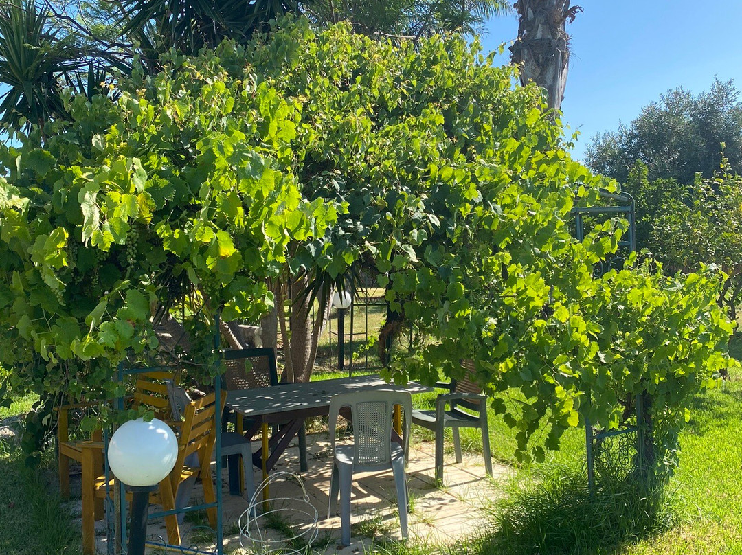 Lemontree Garden主图