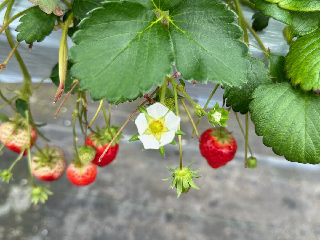 Fruit Gardem Shirone Grapes Garden-新泻市必去景点