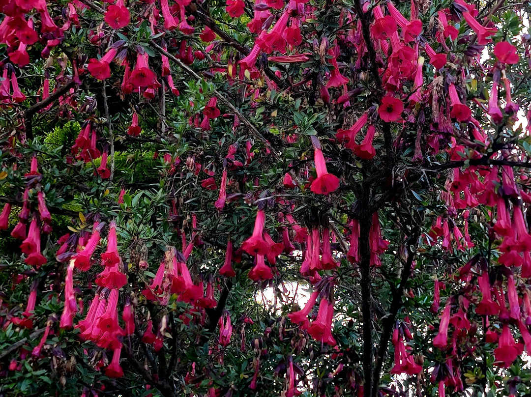 Surf Motel and Gardens主图