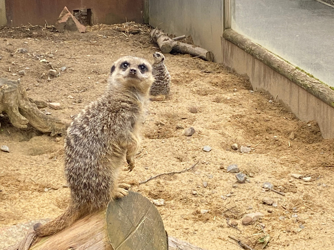 Kirkley Hall Zoological Gardens景点图片