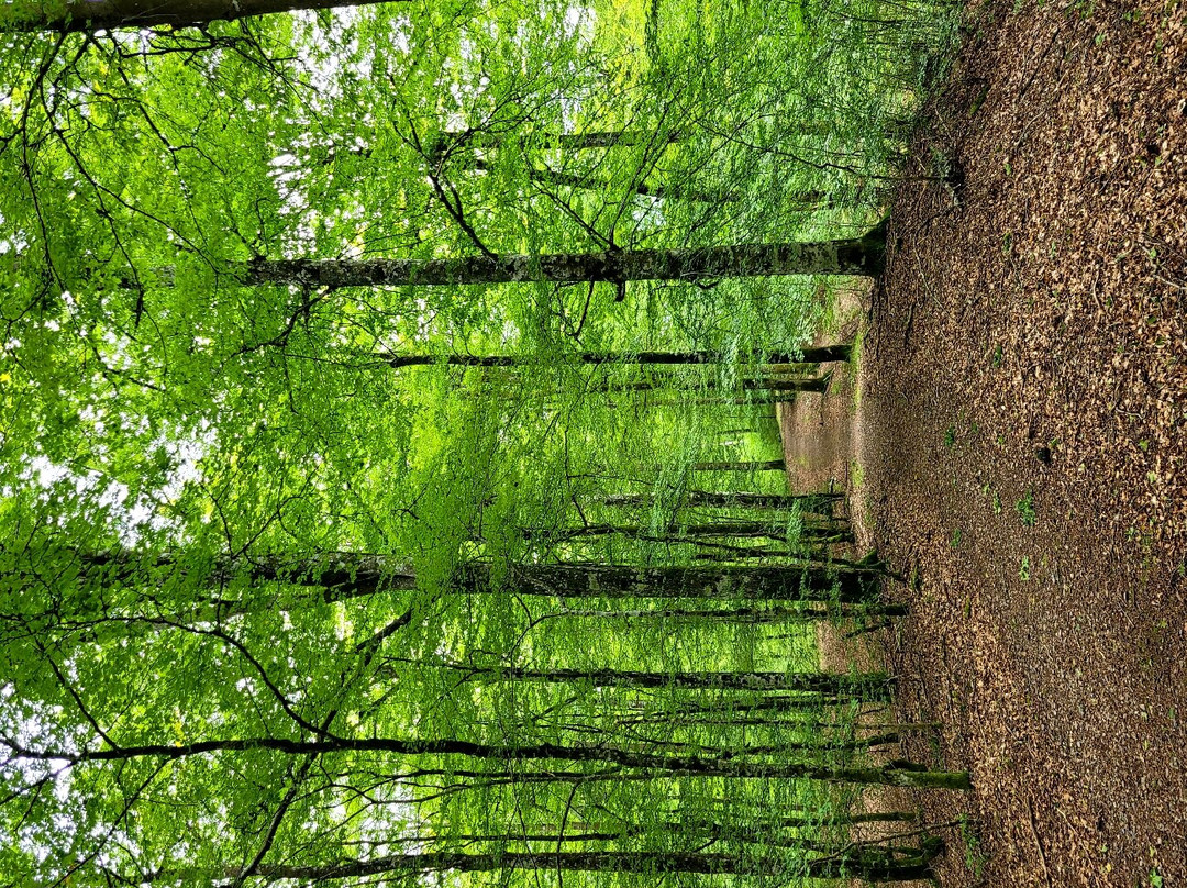 Ubbalt Naturreservat-Vittsjo必去景点