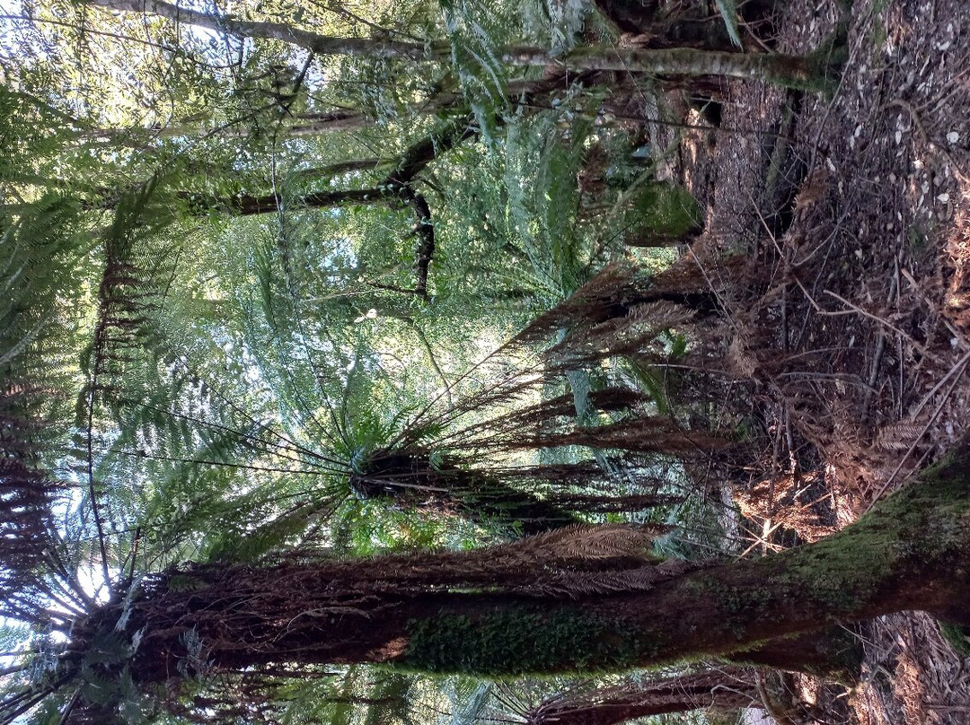 Notley Fern Gorge-Legana必去景点