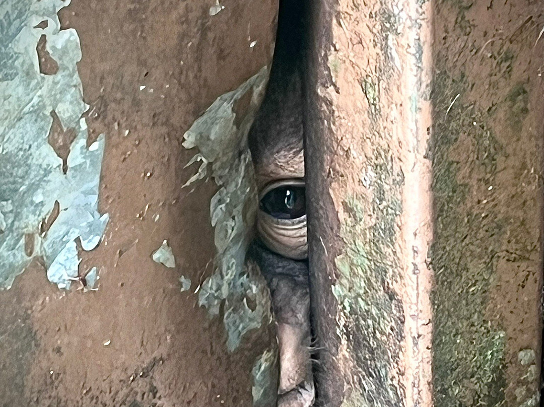 The Great Orangutan Project-古晋必去景点