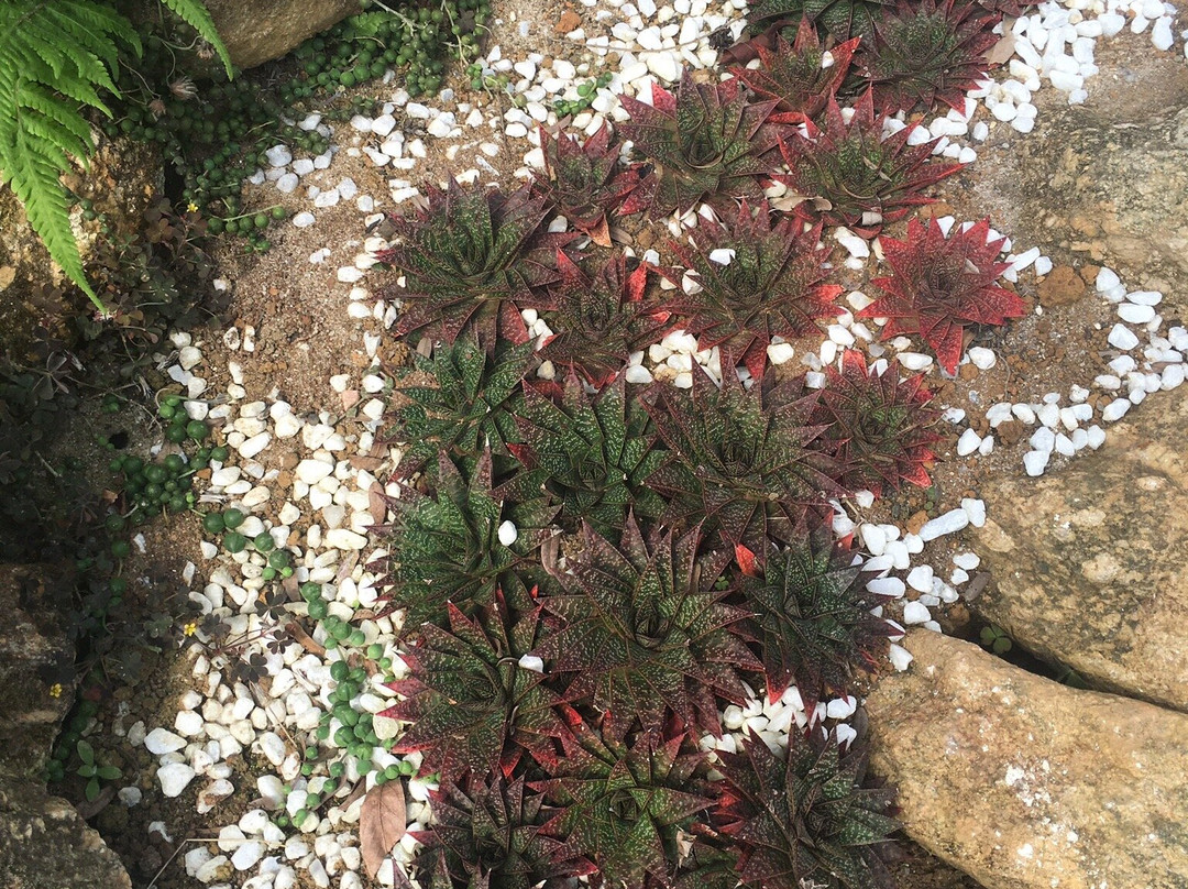 Villa René-圣安东尼奥杜皮尼亚尔必去景点