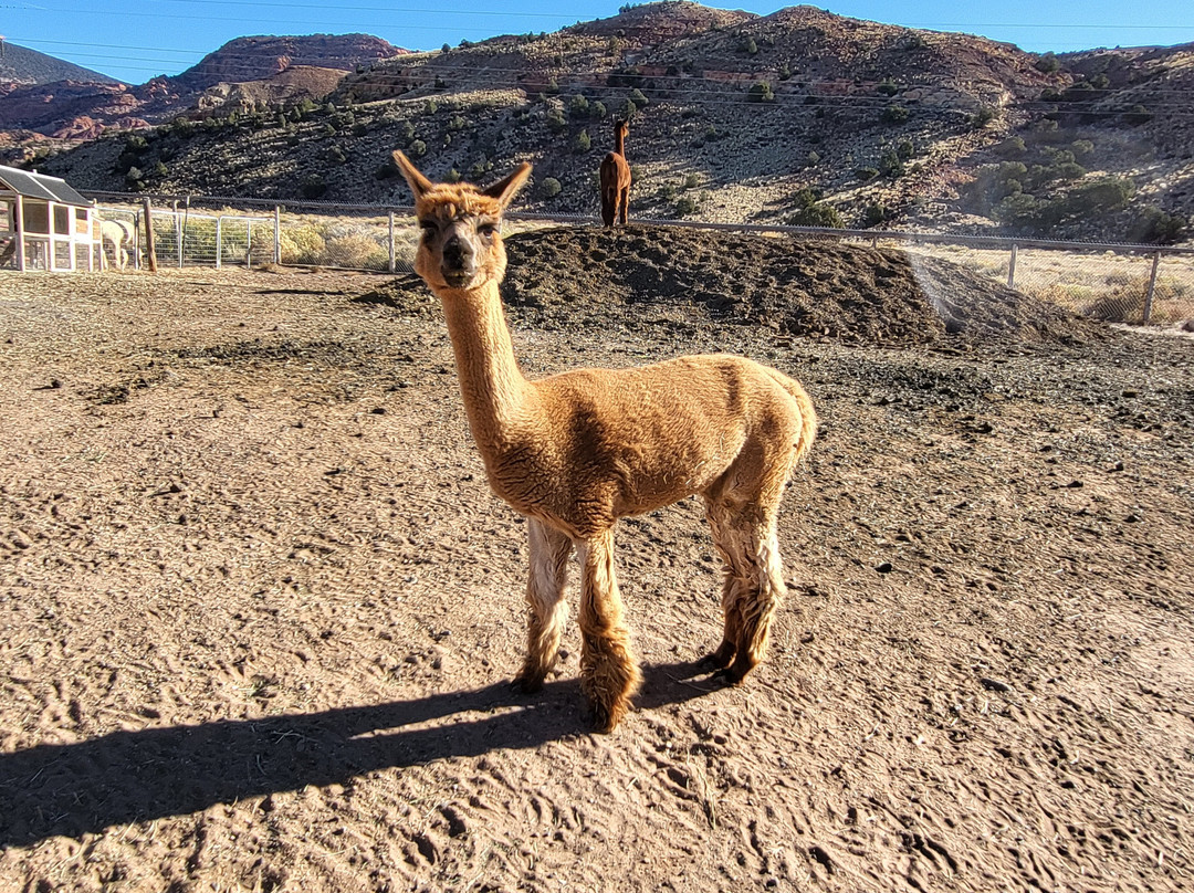 Circle Cliff Ranch Alpacas-Bicknell必去景点