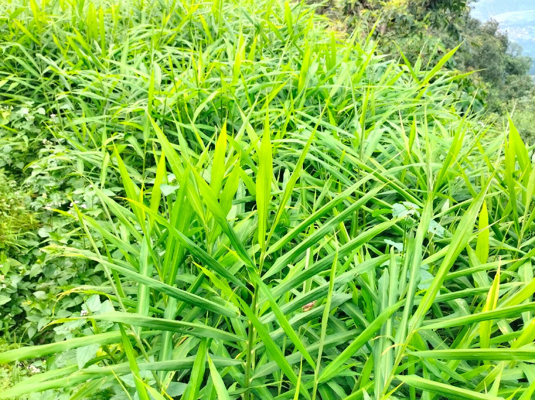 Nuwakot Durbar-Nuwakot必去景点