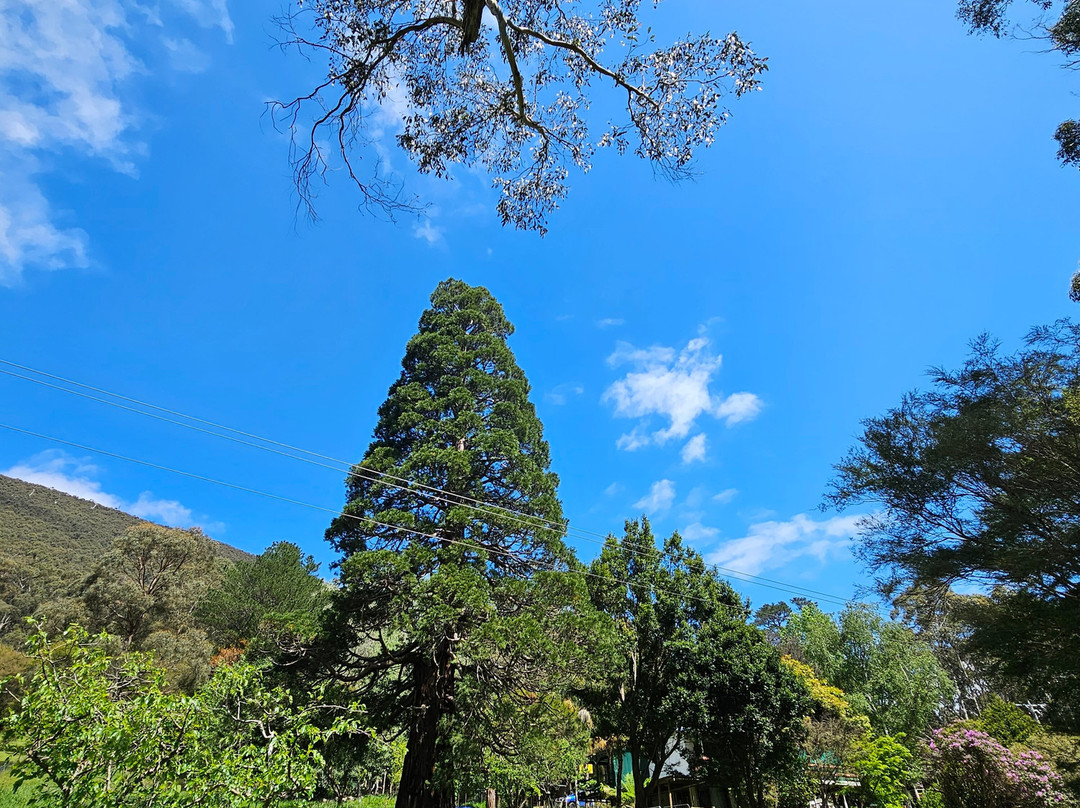 Lilydale to Warburton Rail Trail-Lilydale必去景点