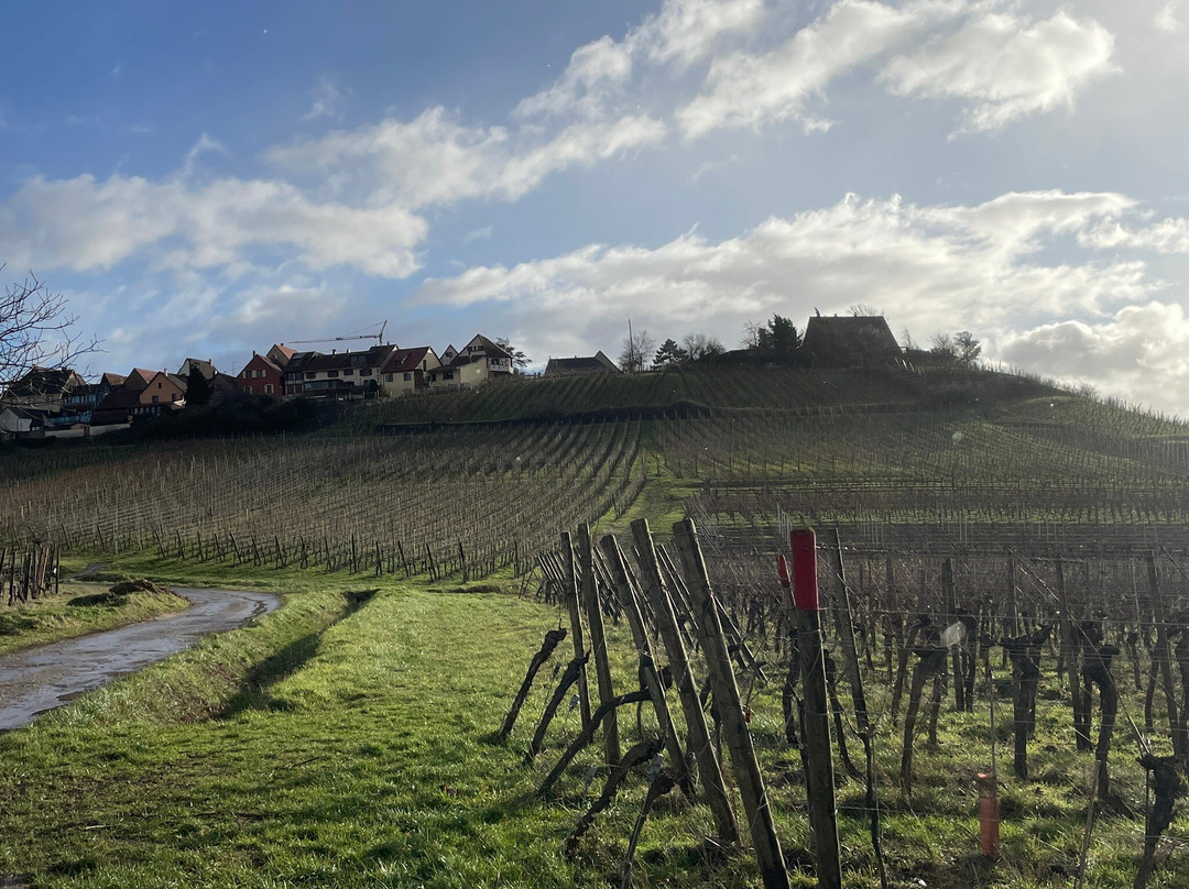 Route des Vins d'Alsace景点图片