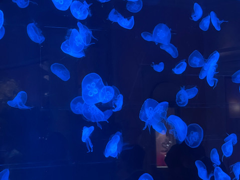 海月水母水族箱-澳门必去景点