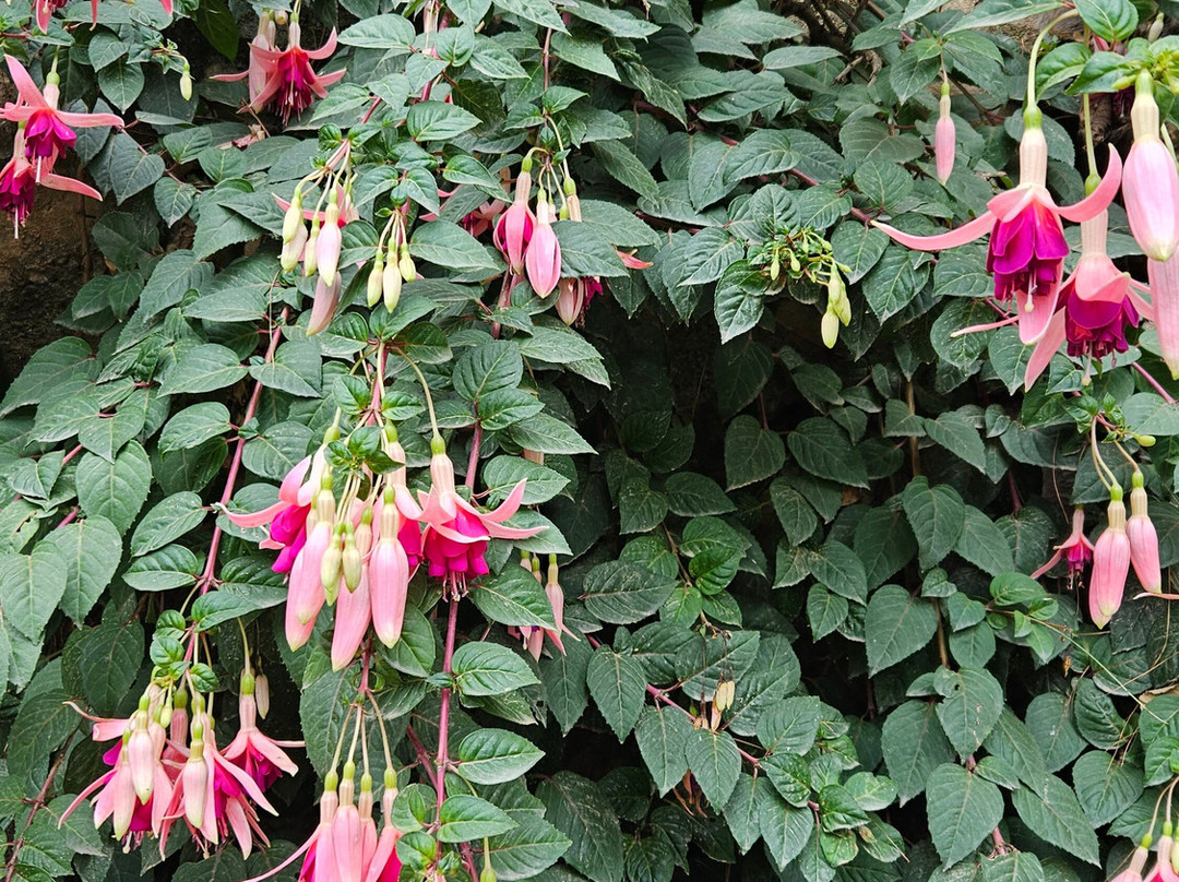 Chhaimale Resort主图