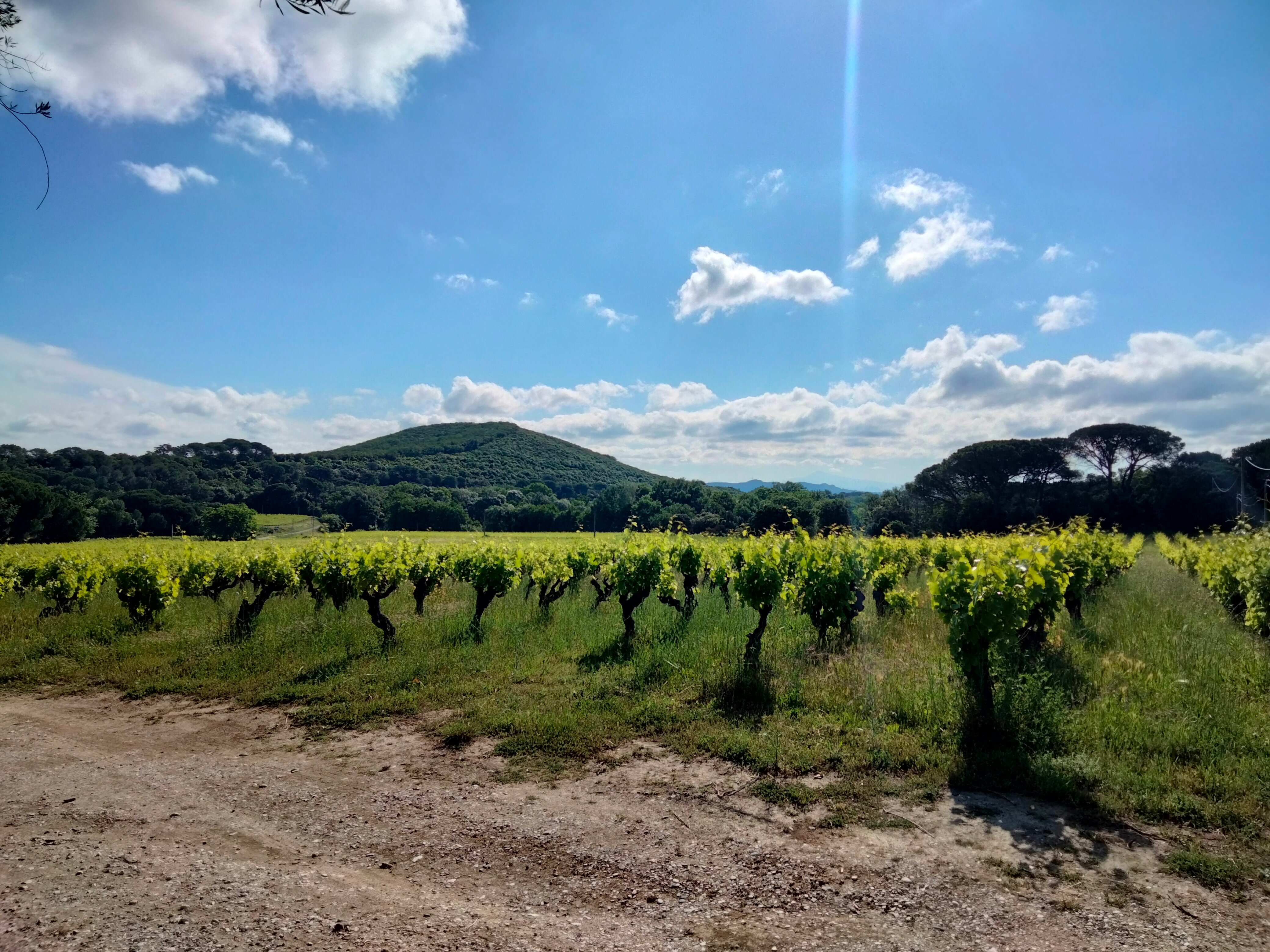 Domaine Chanoine Rambert-官方