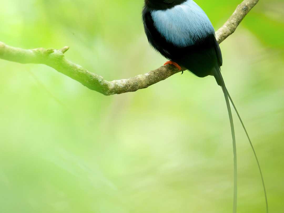 Feather Hunters CR-彭塔雷纳斯必去景点