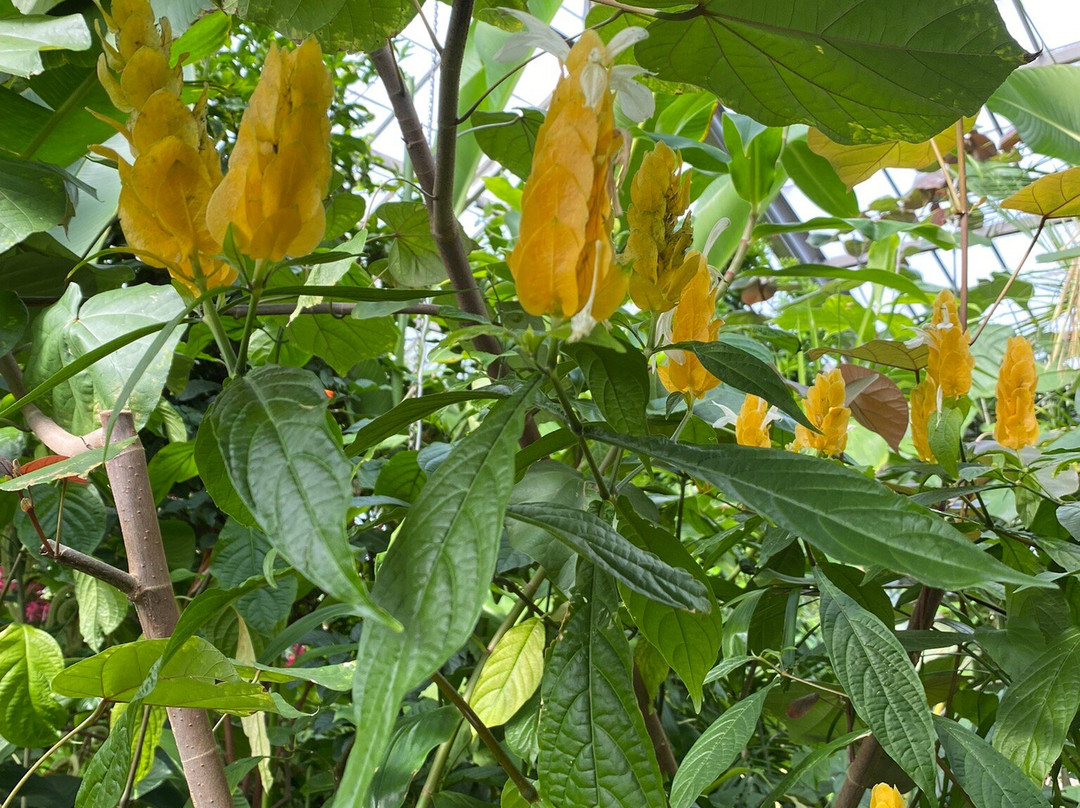 Garfield Park Conservatory & Sunken Garden-印第安纳波利斯必去景点