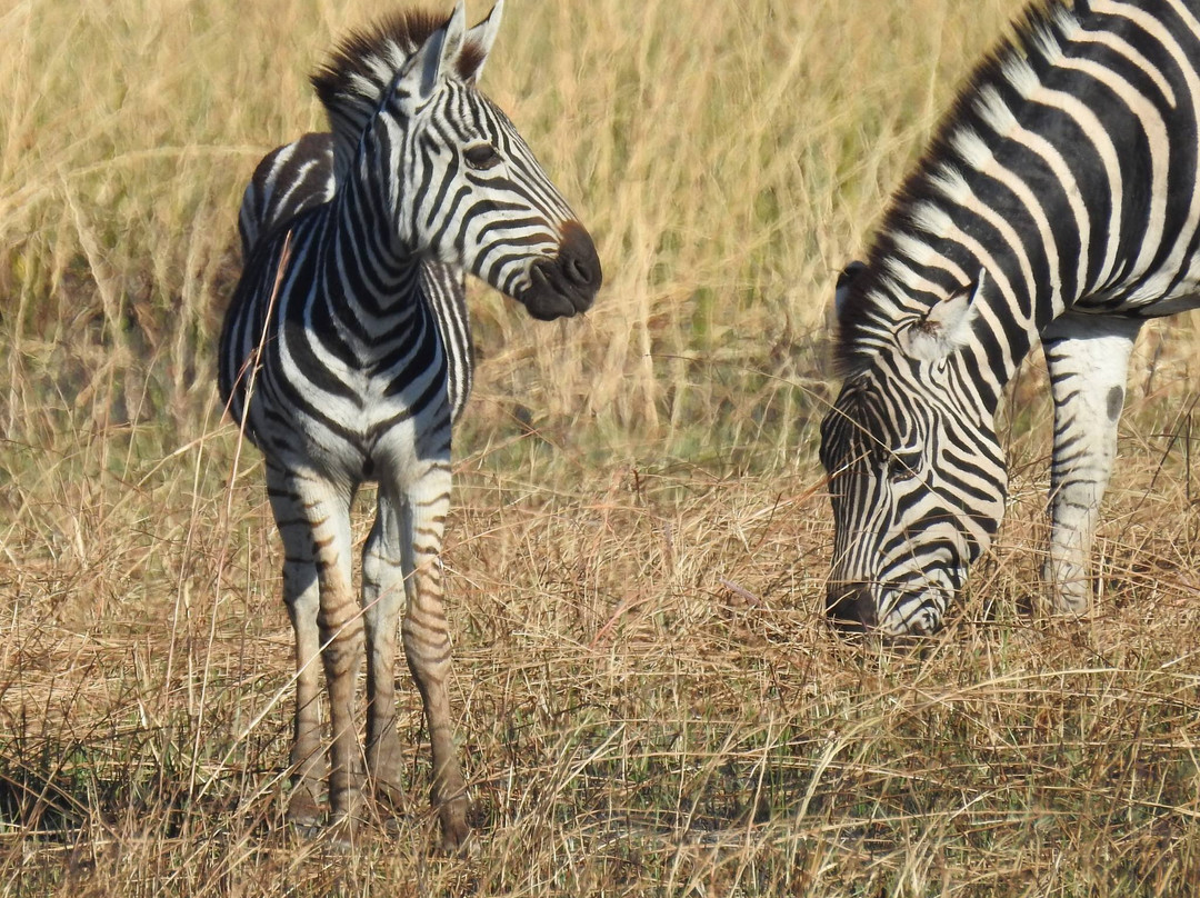 African Bush Lovers Travel & Tours Safaris景点图片