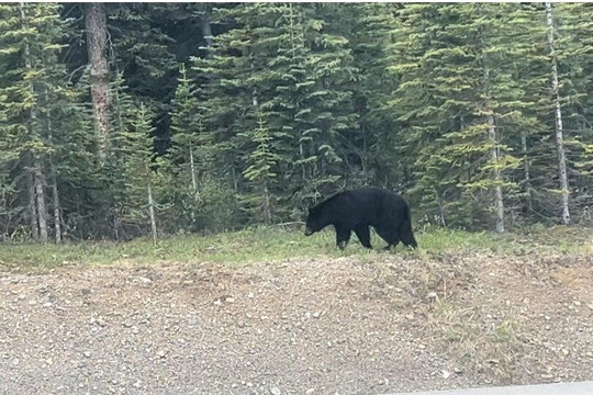 Banff Gondola, Upper Hot Spring, Lake Minnewanka, Johnson & Two Jack Lake Banff Town