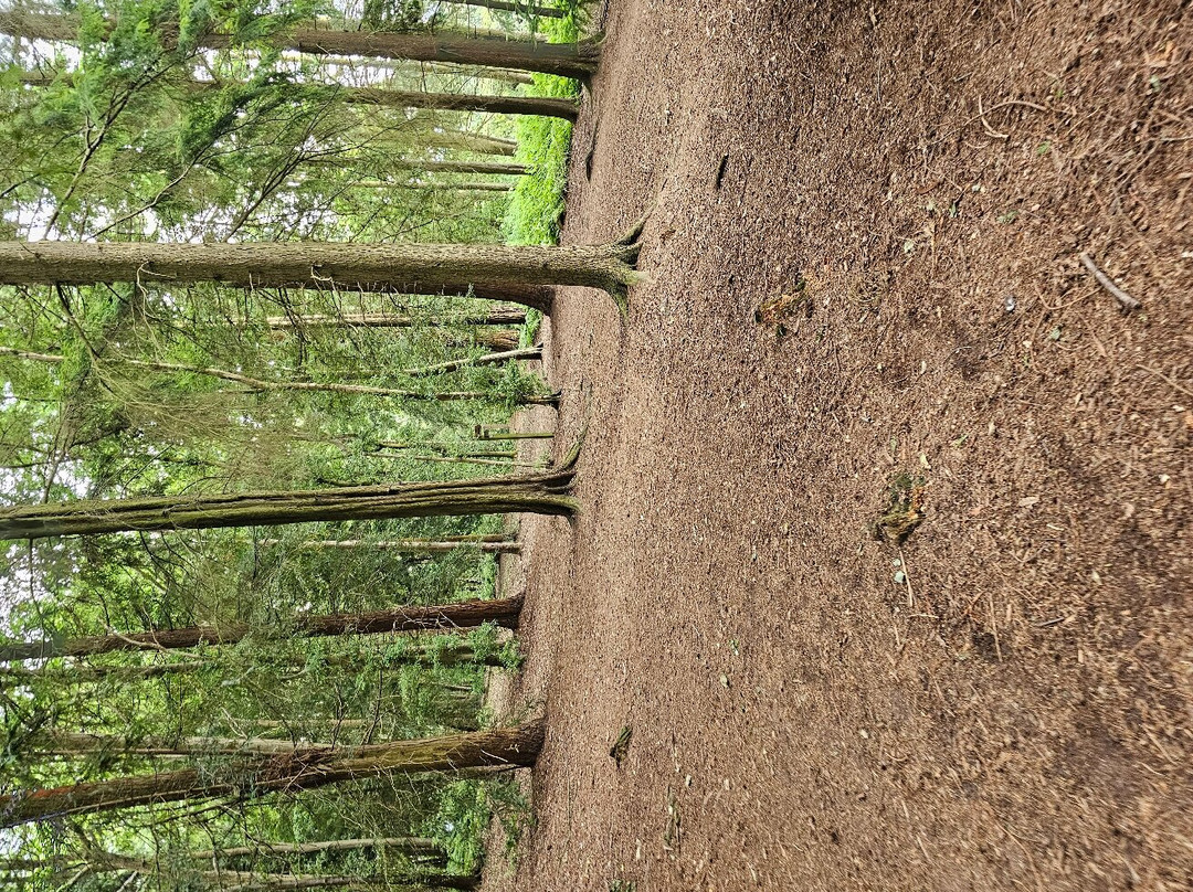 Nesscliffe Country Park-Nesscliffe必去景点