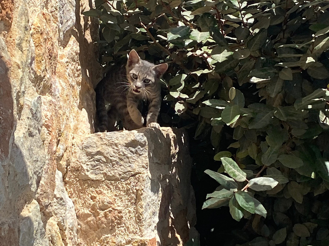 Desiterra Santorini主图