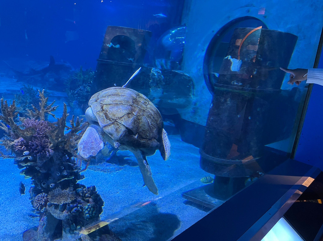 Adventure Aquarium景点图片