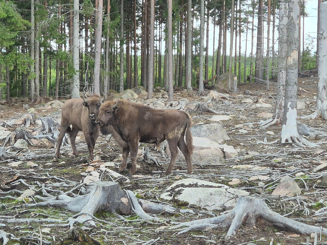 Kosta Safaripark-Kosta必去景点