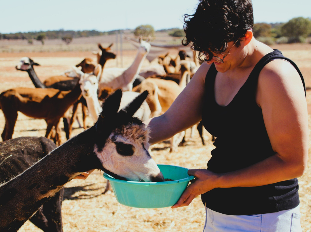Quentin Park Alpacas and Studio Gallery