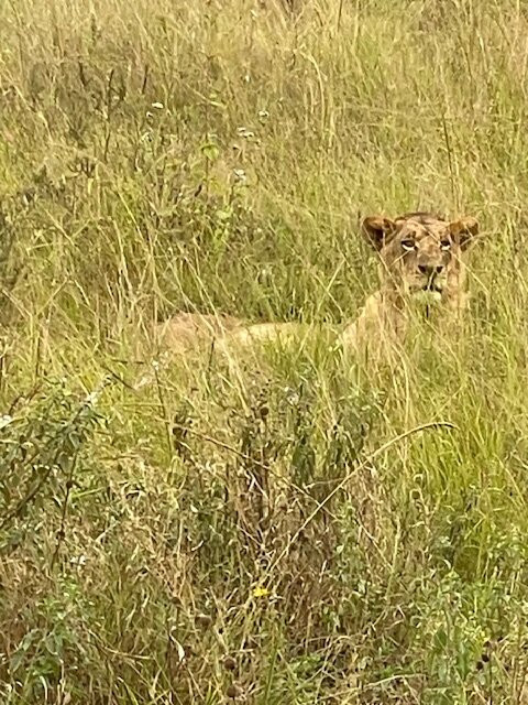 Comfort Gardens主图