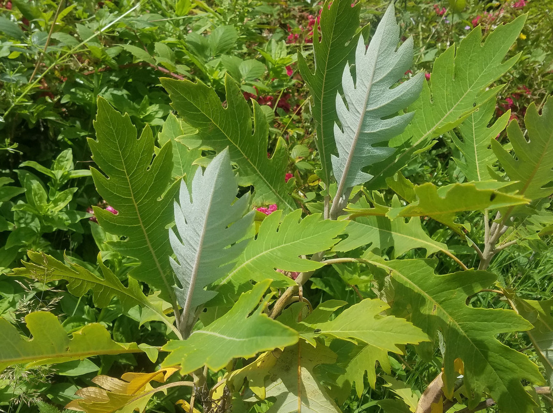 Cluain Na Dtor Seaside Gardens & Nursery-Falcarragh必去景点