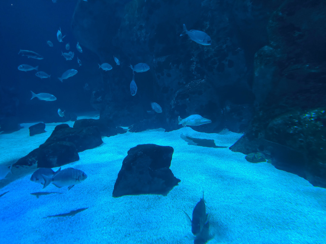 Bioparc Acuario De Gijón-希洪必去景点