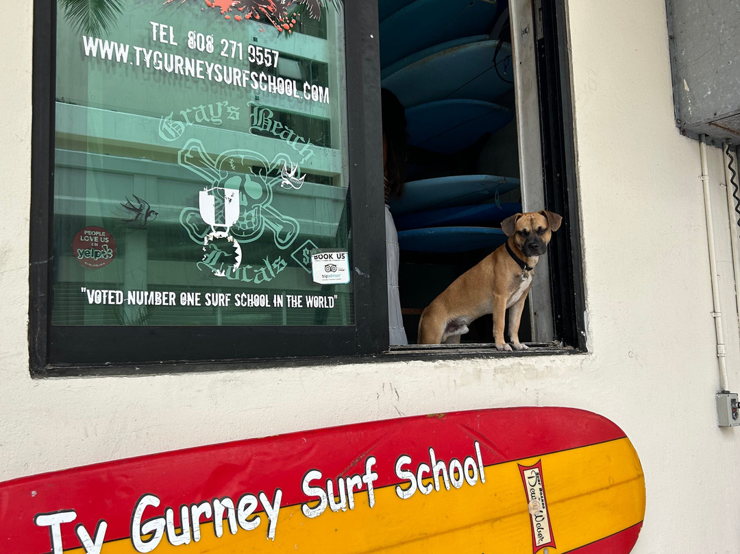 Ty Gurney Surf School-火奴鲁鲁必去景点