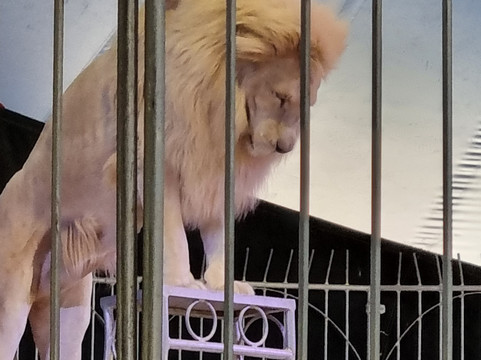 Parc des Grands Félins-Saint-Leger-en-Bray必去景点