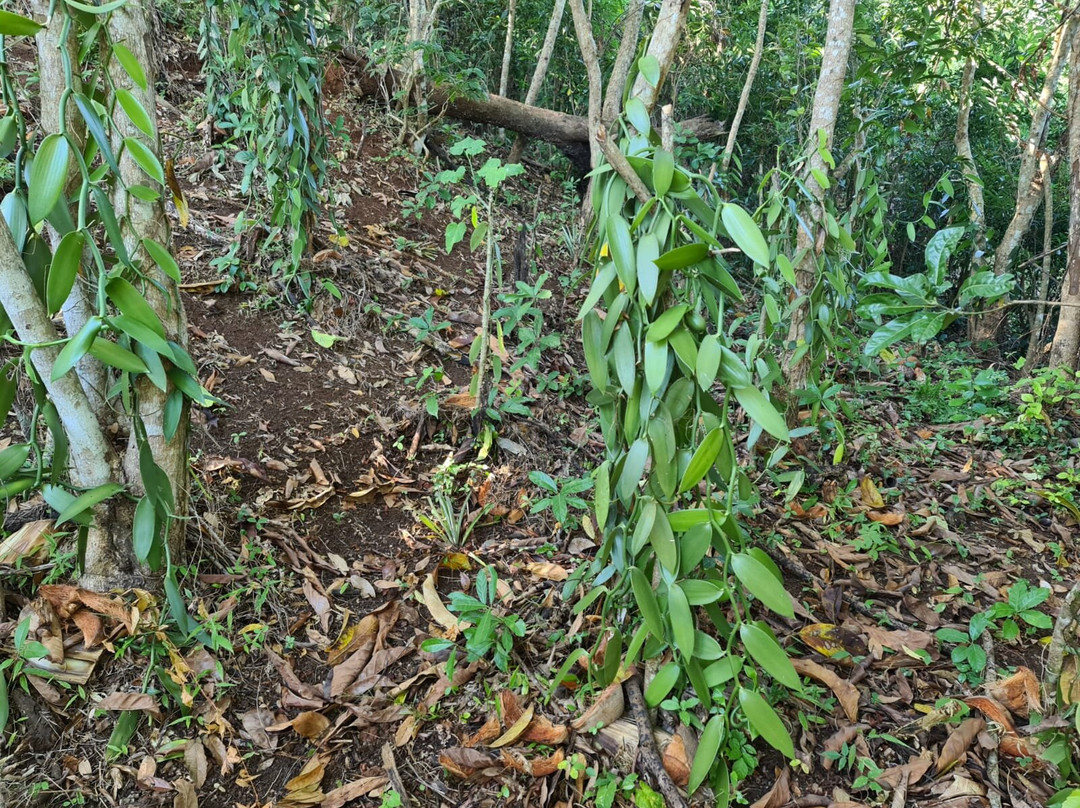 Parfum d’Ylang-Andranobe必去景点