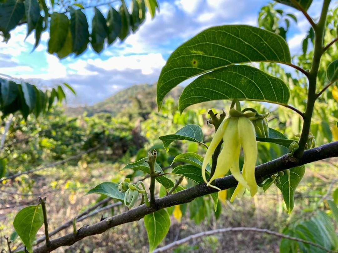 Parfum d’Ylang