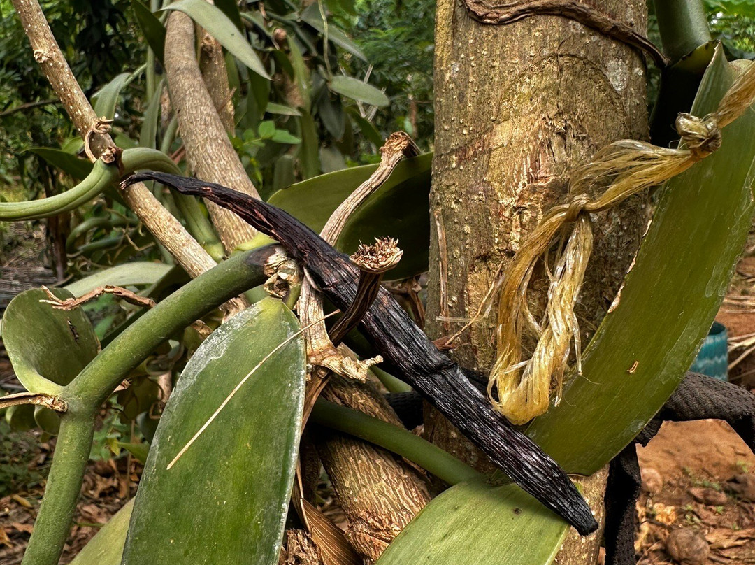 ZanTours Ltd-桑给巴尔市必去景点