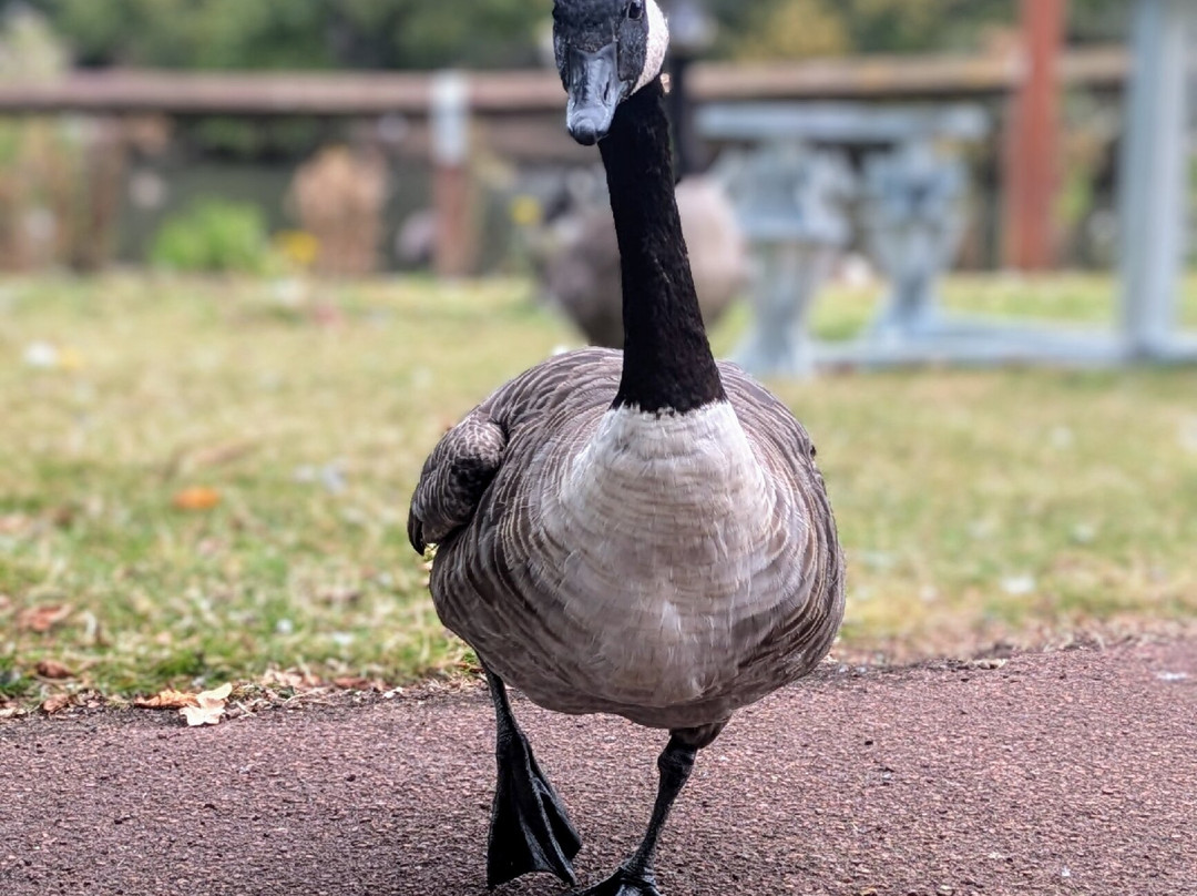 Locke Park-Redcar必去景点
