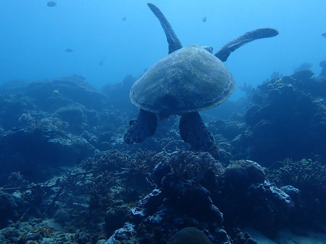 Blue Planet Dive Resort景点图片