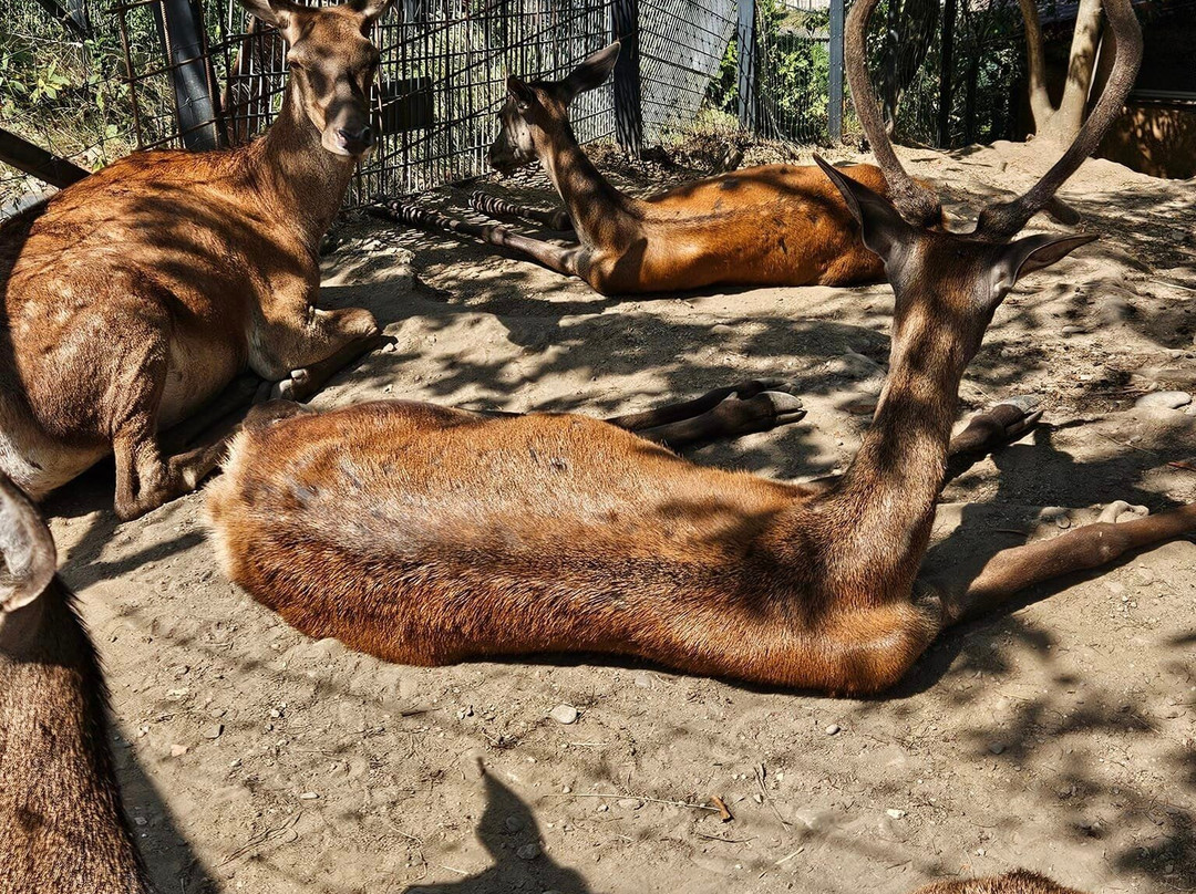 Zoo Brasov景点图片