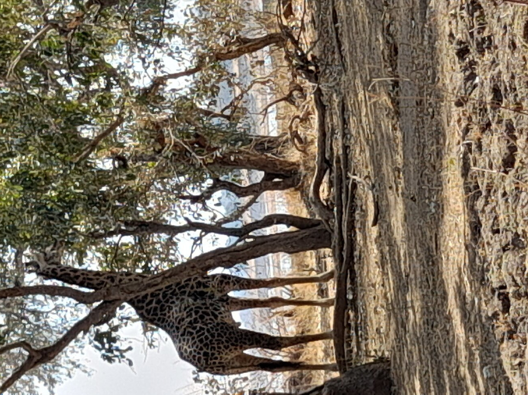 Mophy Budget Safari Tours Lagoon Camp