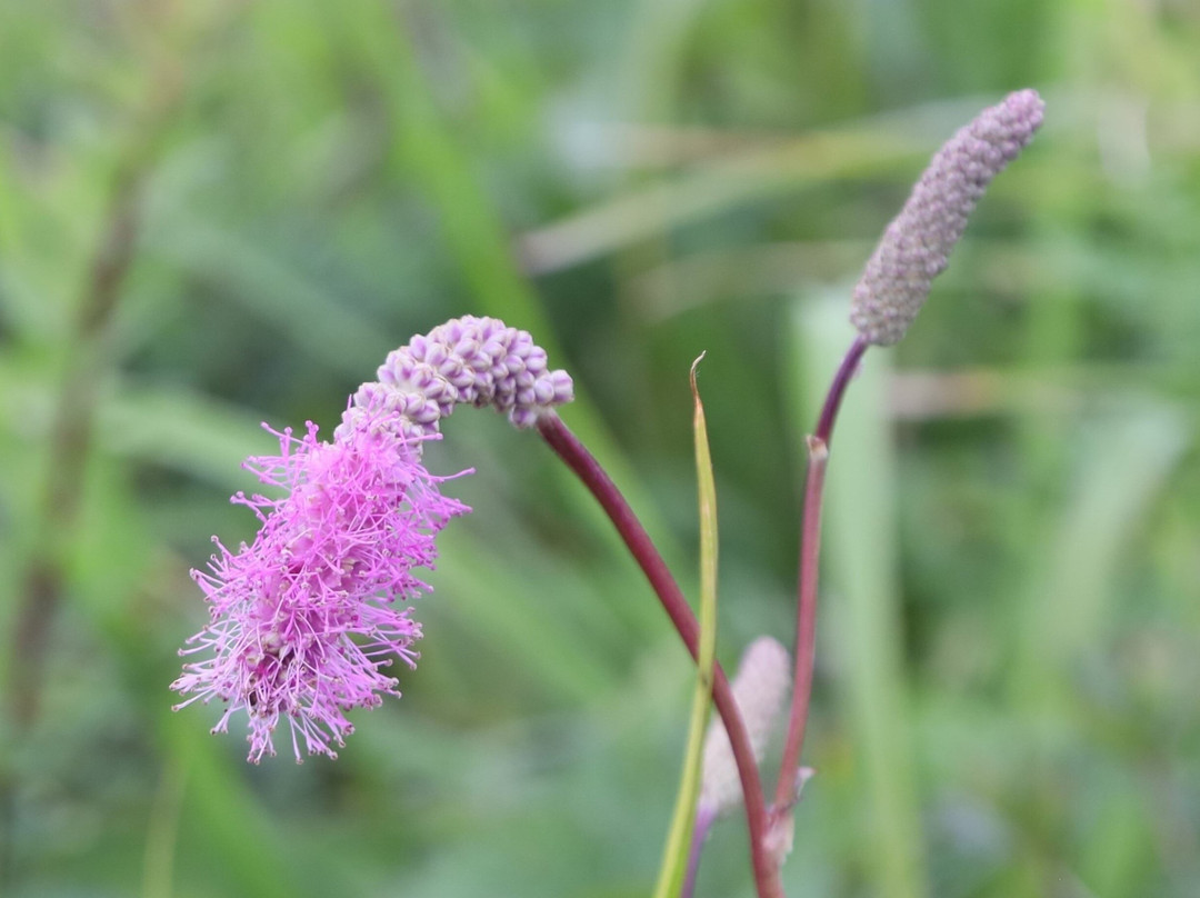 Happoone-白马村必去景点