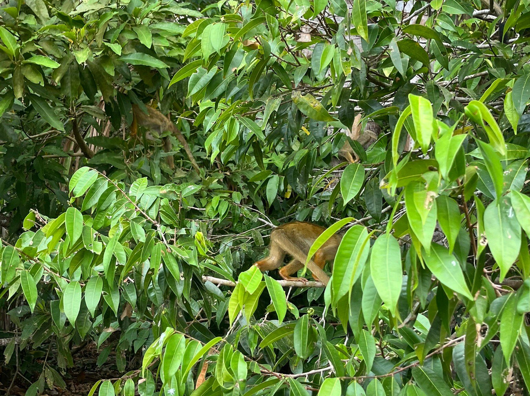 GREEN HOUSE TAMBOPATA景点图片