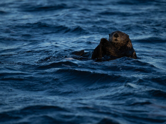 Kodiak Scenic Tours-Kodiak必去景点